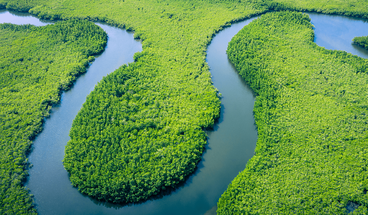 Deforestation In The Brazilian Amazon Hits Lowest Level Since 2019